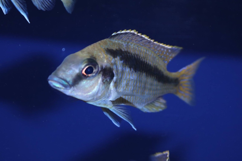 Mylochromis rotundus 'Hora Mhango'